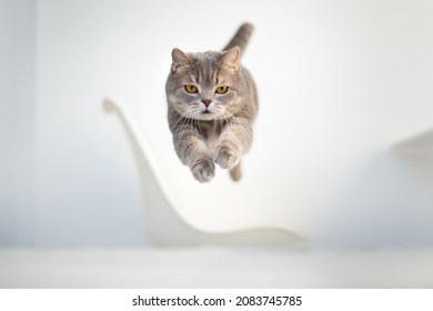 Scottish Cat Jumping Up. Studio Shot