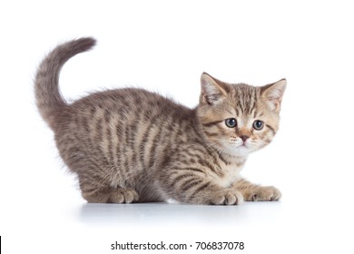 Scottish cat kitten profile side view isolated on white