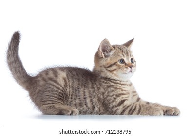 Scottish Cat Kitten Profile Side View Isolated.