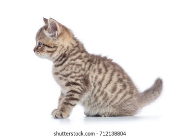Kitten Side View Hd Stock Images Shutterstock