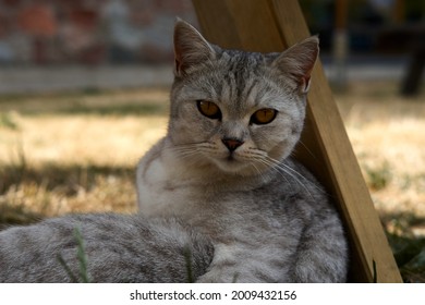 Scottish cat looking at camera. Portrait of gray tabby cat. Cute domestic animal. High quality photo