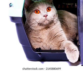 Scottish Cat Looks Out Of An Open Door Inside A Cat Carrier With Its Paw Out, An Isolated Image, Beautiful Domestic Cats, Cats In The House, Pets, A Trip To The Vet. A Trip Away From Home