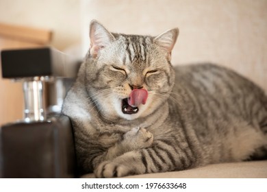 猫 顔 洗う の画像 写真素材 ベクター画像 Shutterstock