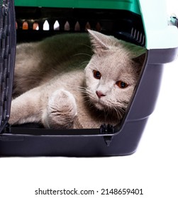 Scottish Cat Rests Inside A Cat Carrier And Shows A Paw, An Isolated Image, Beautiful Domestic Cats, Cats In The House, Pets, A Trip To The Vet. A Trip Away From Home