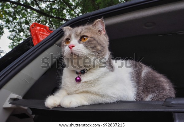 Scottish
cat sit car look at the view on blur
background.