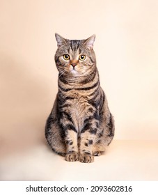 A Scottish cat sits on a beige background. Portrait of a cat in close-up