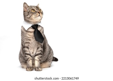 A Scottish cat in a tie with a collar isolated on a white background.