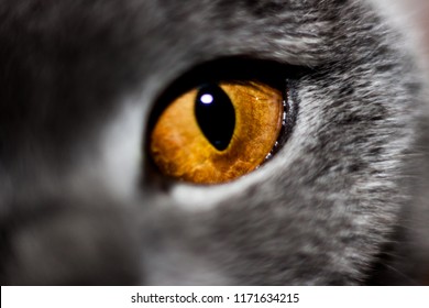 Scottish Cat's Eye Close-up