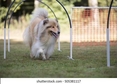 Scottish Collie, Hooper Competition