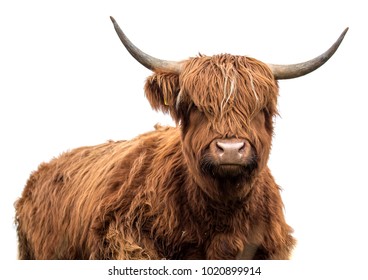 Highland Cow Images, Stock Photos & Vectors | Shutterstock