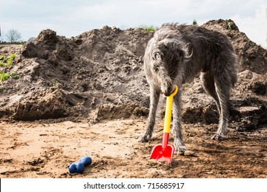 Scottish Deerhound Bury His Bone