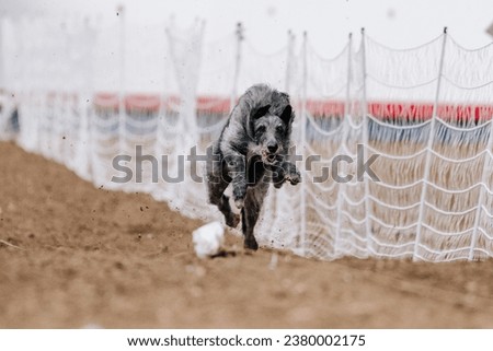 Scottish Deerhound hound dog running lure course sport in the dirt on a sunny summer day