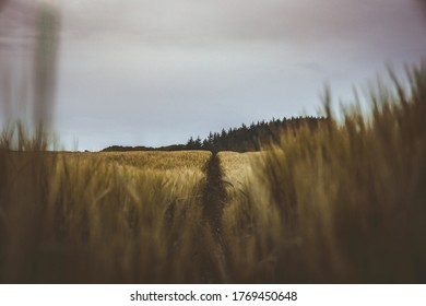Scottish Field - Agriculture  - Low angle