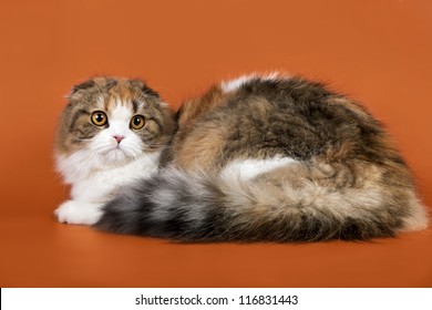 9,758 Black scottish fold Images, Stock Photos & Vectors | Shutterstock