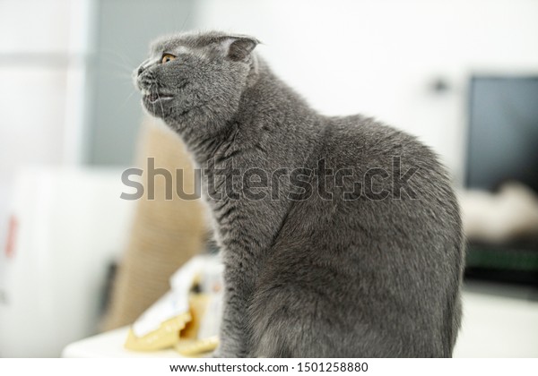 Scottish Fold Blue Yellow Eye Half Stock Photo Edit Now 1501258880