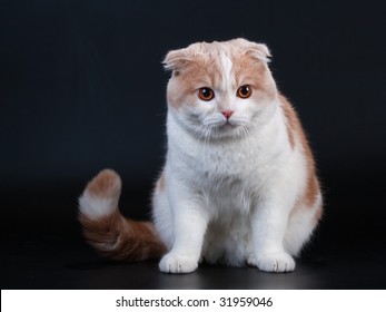 Scottish fold breed young cat seated on black background. No isolated. - Shutterstock ID 31959046