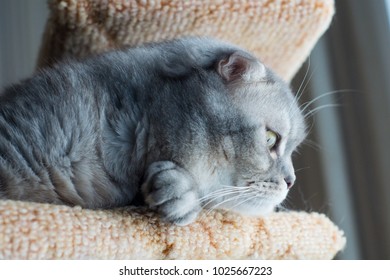 Rear View Not Neutered British Shorthair Stock Photo 1811551543 ...