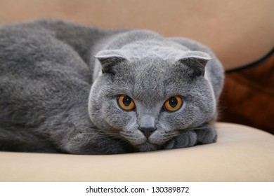 Scottish Fold Cat.