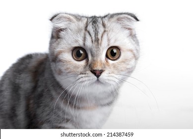 Scottish Fold Cat