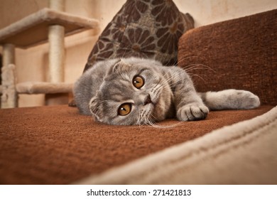 Scottish Fold Cat 