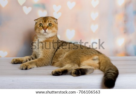 
Scottish Fold Cat
