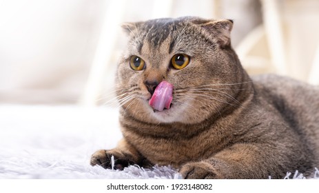 The Scottish Fold cat amusingly licks its lips, stuck out its tongue. Cute pet on the carpet in the living room. Close-up portrait.