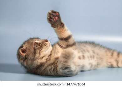 Cat And Owner Playing Stock Photos Images Photography