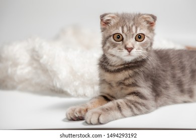 Owner With Pet Stock Photos Images Photography Shutterstock