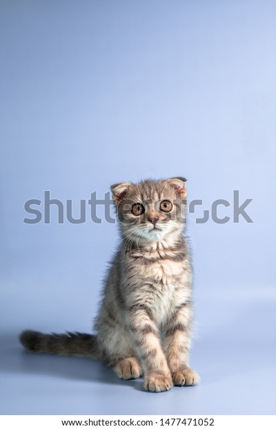 Scottish Fold Cat Breed Age 3 Stock Photo Edit Now 1477471052