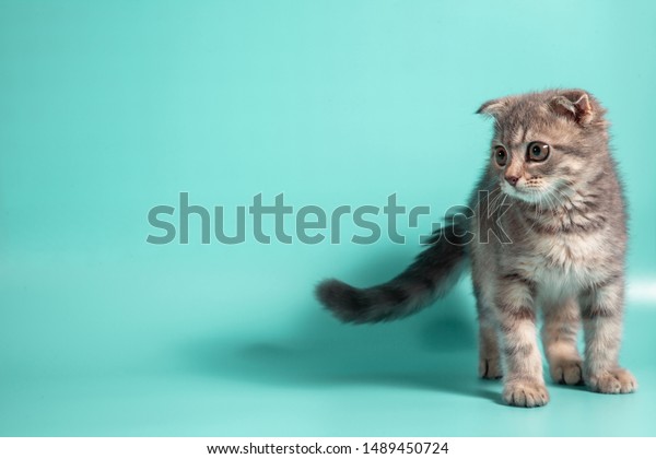 Scottish Fold Cat Breed Age 3 Stock Photo Edit Now 1489450724