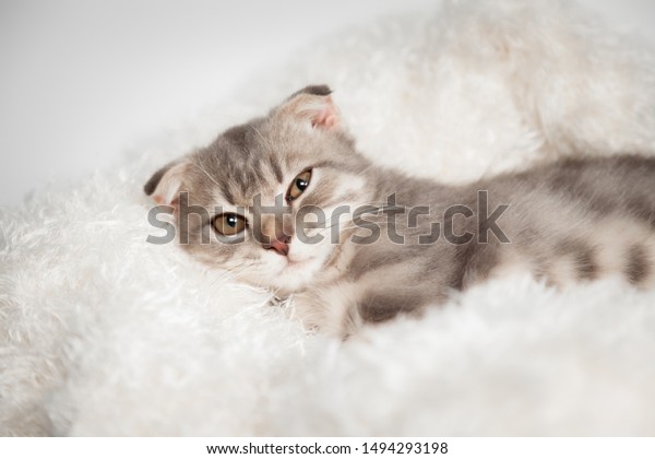 Scottish Fold Cat Breed Age 3 Stock Photo Edit Now 1494293198