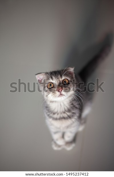 Scottish Fold Cat Breed Age 3 Stock Photo Edit Now 1495237412