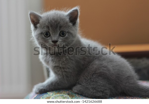 Scottish Fold Cat British Shorthair Kitten Stock Image Download Now