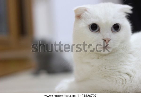 Scottish Fold Cat British Shorthair Kitten Stock Photo Edit Now