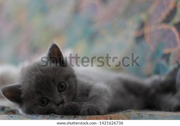 Scottish Fold Cat British Shorthair Kitten Stock Photo Edit Now