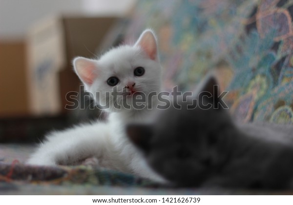 Scottish Fold Cat British Shorthair Kitten Royalty Free Stock Image