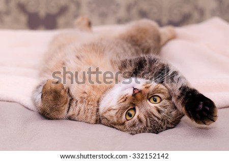 Scottish Fold cat, brown tabby lying belly up on its back. Looking into the camera