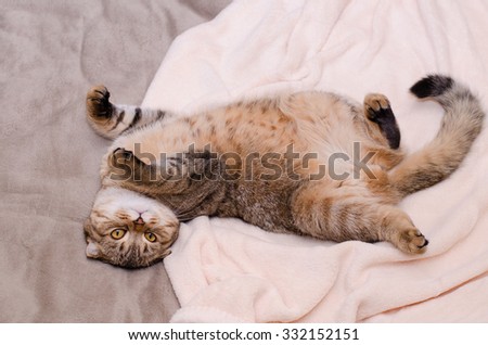 Scottish Fold cat, brown tabby lying belly up on its back. Looking into the camera