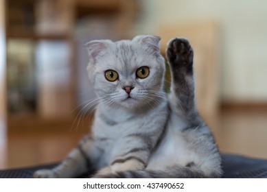 Scottish Fold Cat Doing A Funny Yoga Pose