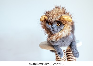 Scottish Fold Cat Dressed Up As A Lion