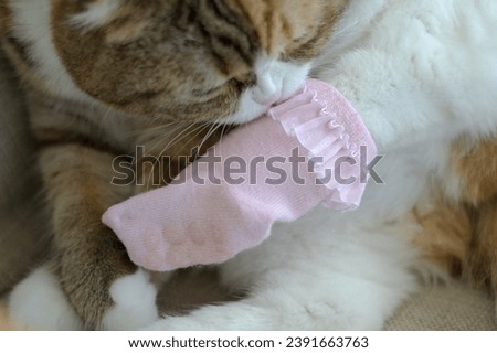 scottish fold cat dressed in socks