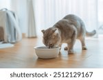 Scottish fold cat eating food from bowl. Home pet feeding. Pet care. balanced nutrition for pets.