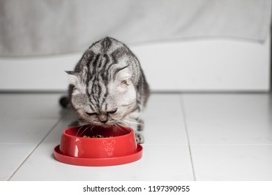 Katze Essen Images Stock Photos Vectors Shutterstock