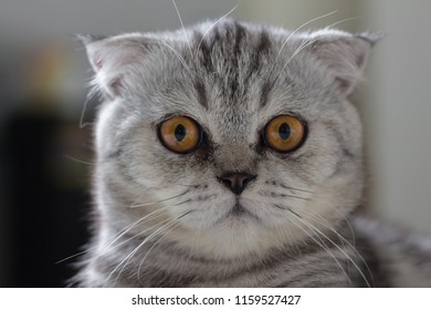 Scottish fold cat fur gray striped black so cute. - Shutterstock ID 1159527427