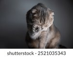 Scottish fold cat grooming itself