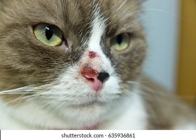 A Scottish Fold Cat Has Lesions From The Mosquito Allergy On Its Nose. It Rubs Her Face To Many Things Nearby Because Of The Itching.