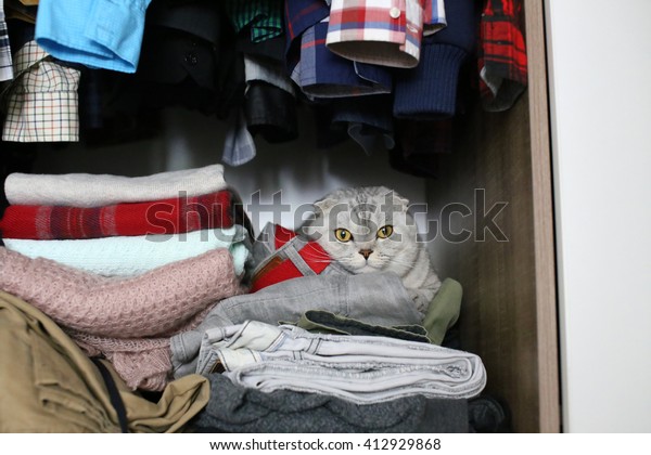 Scottish Fold Cat Hiding Wardrobe Selective Stock Photo Edit Now