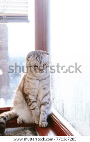 Similar – Image, Stock Photo 800 | cuddlier Animal Pet