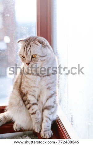 Image, Stock Photo 800 | cuddlier Animal Pet