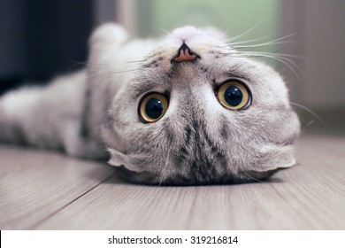 Scottish Fold cat lying on the back